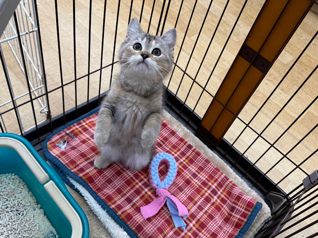 スコティッシュフォールド