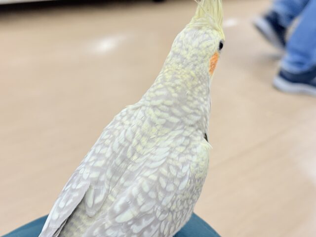 オカメインコ