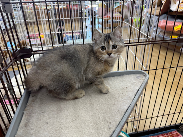 スコティッシュフォールド