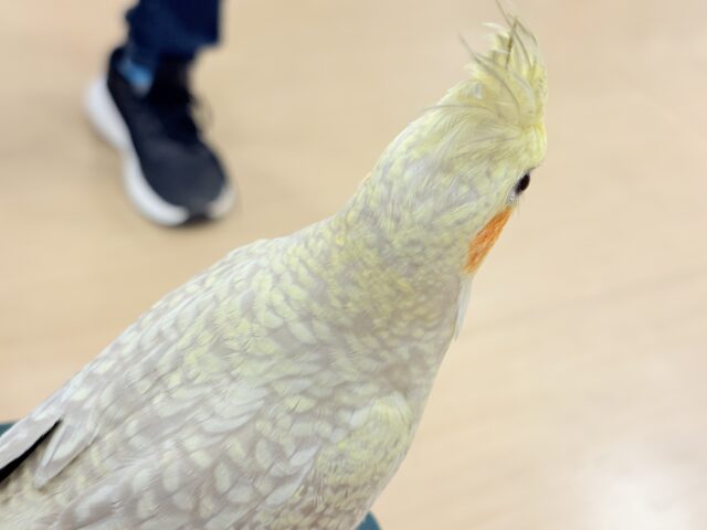 オカメインコ