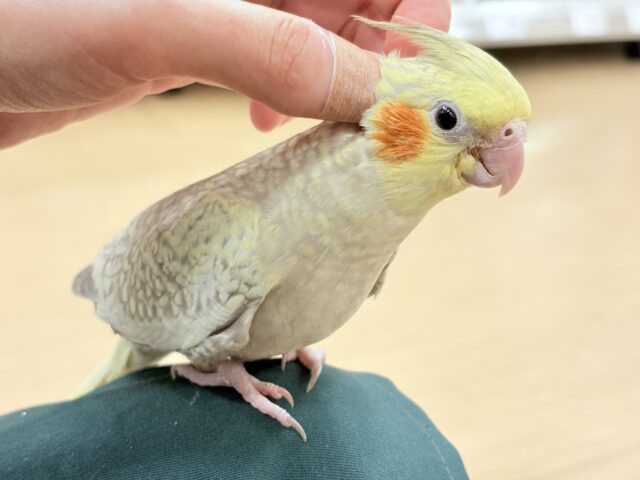 オカメインコ