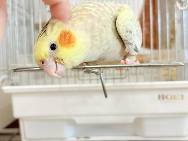 オカメインコ