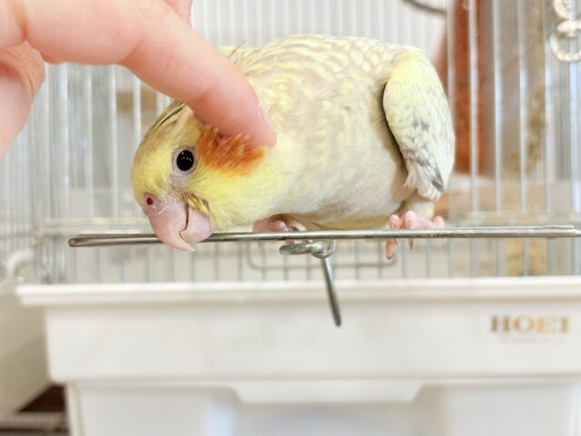 オカメインコ