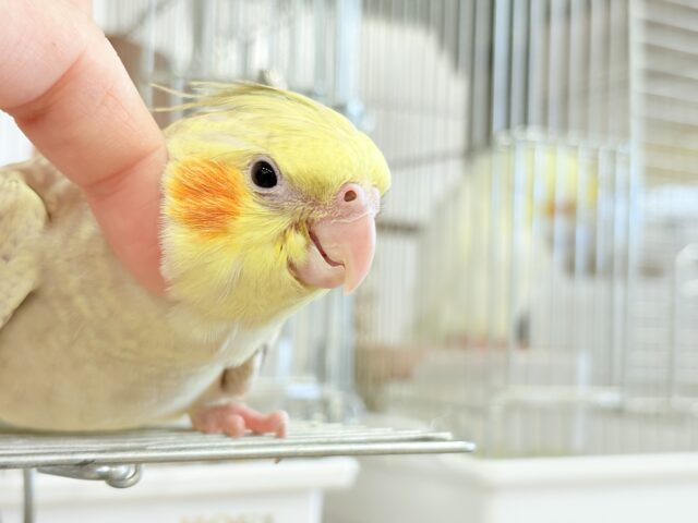 オカメインコ