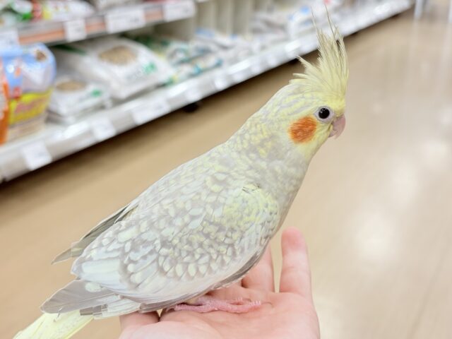 オカメインコ
