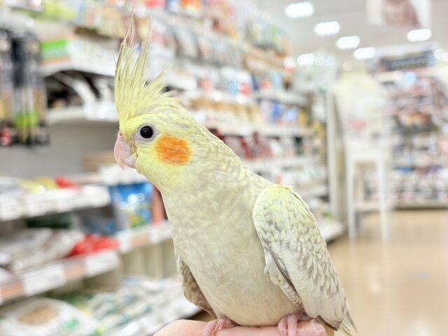 オカメインコ