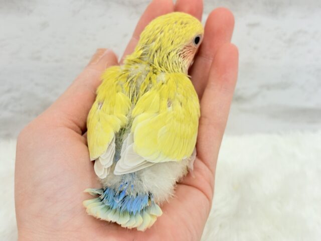 コザクラインコ（小桜インコ）