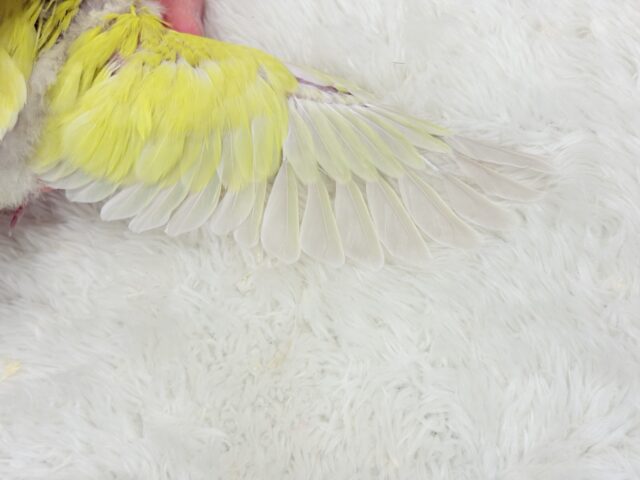 コザクラインコ（小桜インコ）