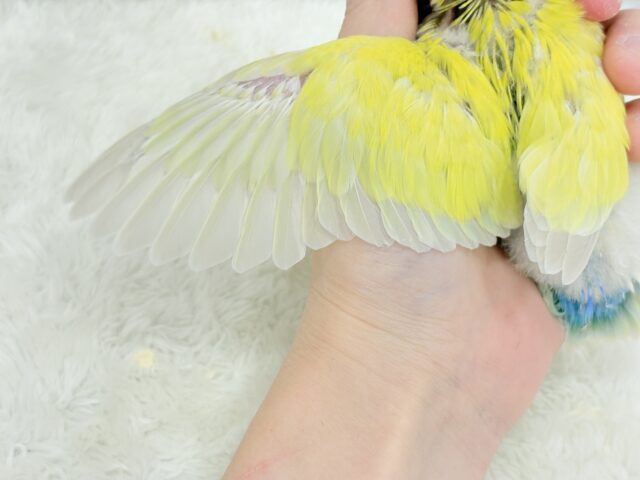 コザクラインコ（小桜インコ）