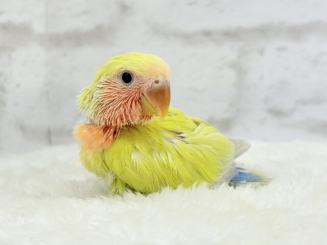 コザクラインコ（小桜インコ）