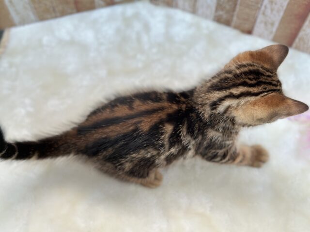 アメリカンショートヘア