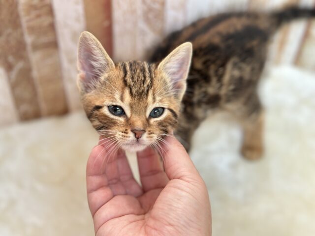 アメリカンショートヘア