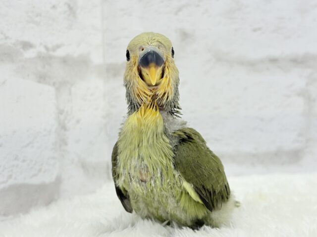 コザクラインコ（小桜インコ）