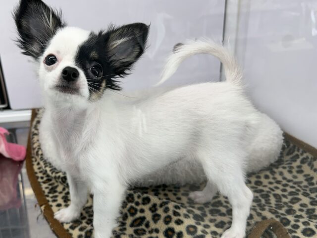 チワマル（マルチワ）