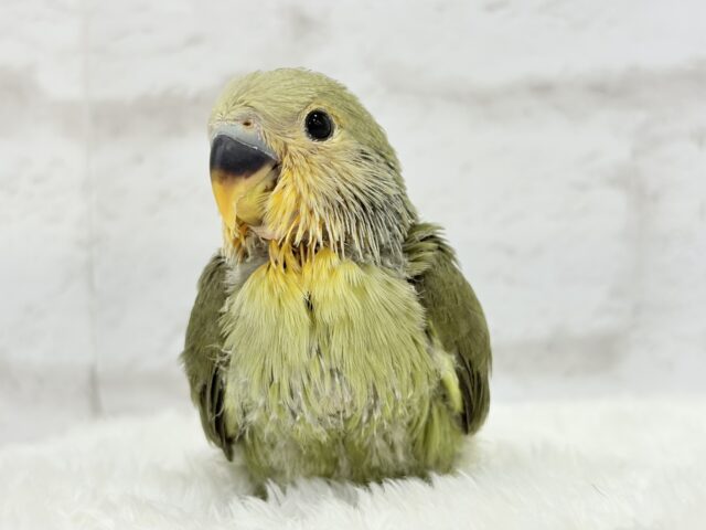 コザクラインコ（小桜インコ）
