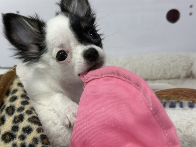 チワマル（マルチワ）