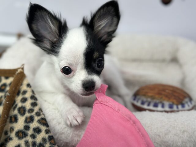 チワマル（マルチワ）