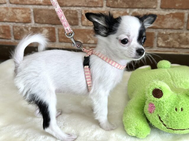 チワマル（マルチワ）