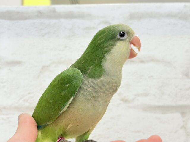 オキナインコ
