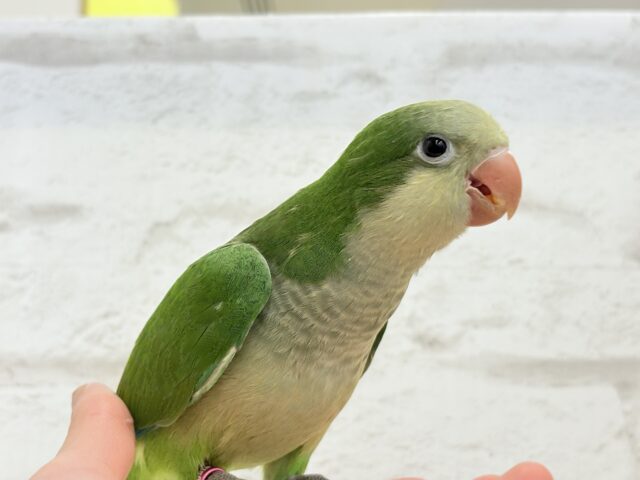 オキナインコ
