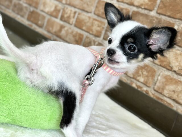 チワマル（マルチワ）