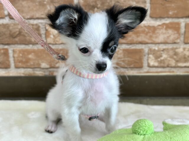 チワマル（マルチワ）