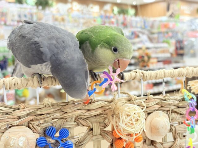 オキナインコ