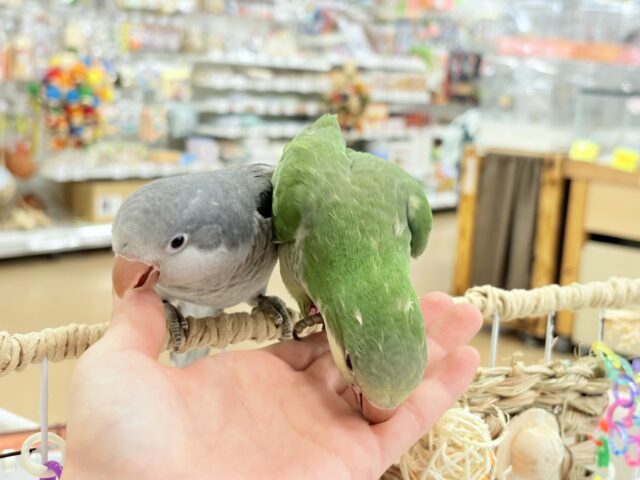 オキナインコ