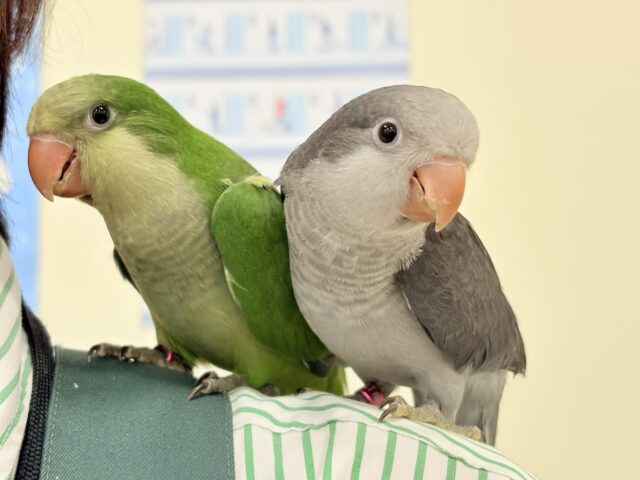 オキナインコ