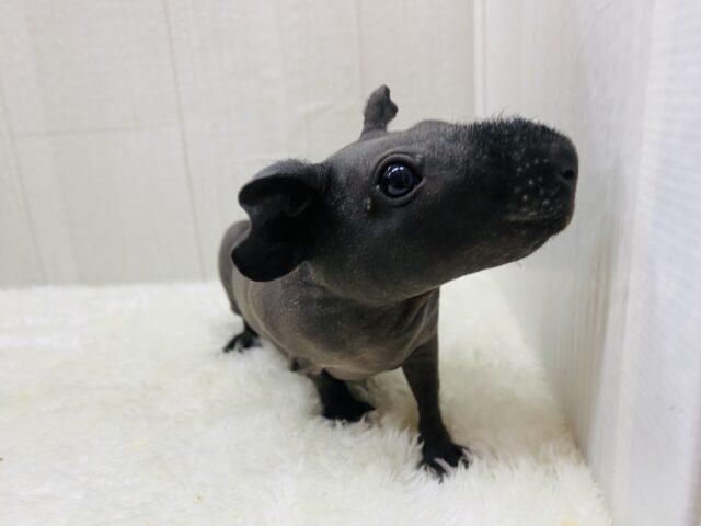 スキニーギニアピッグ