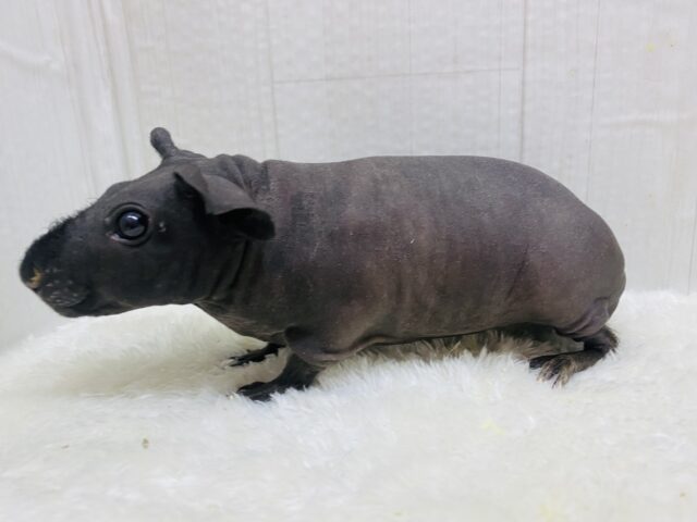 スキニーギニアピッグ