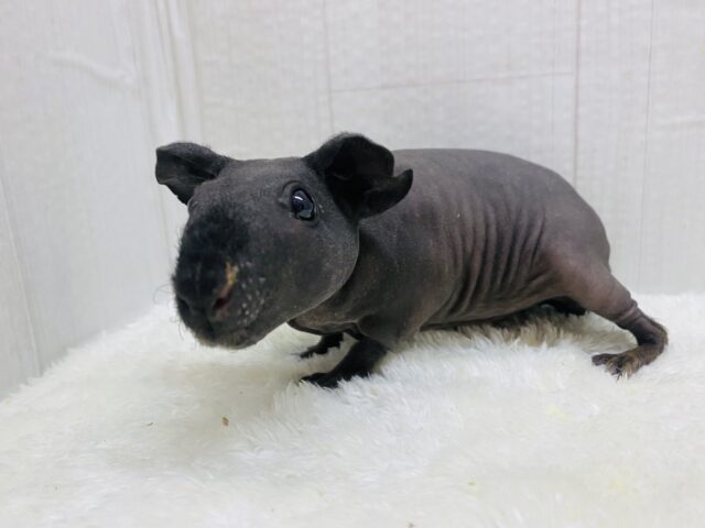 スキニーギニアピッグ