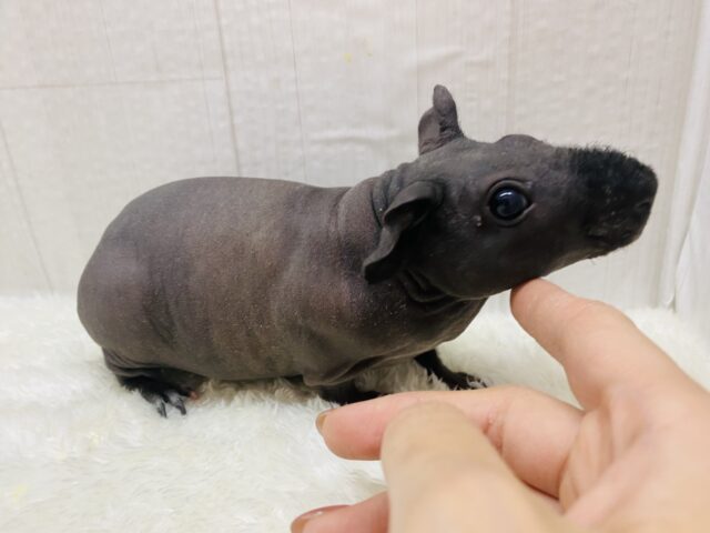 スキニーギニアピッグ