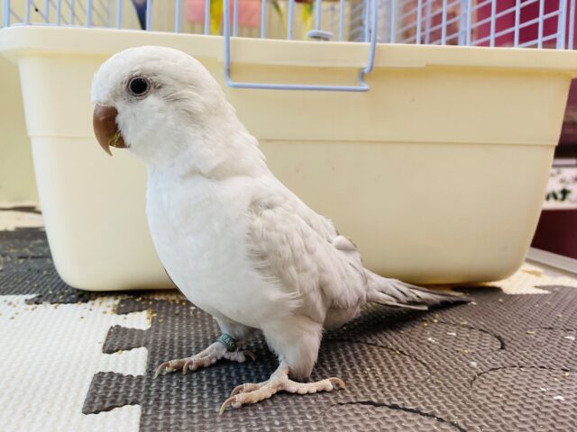 オキナインコ