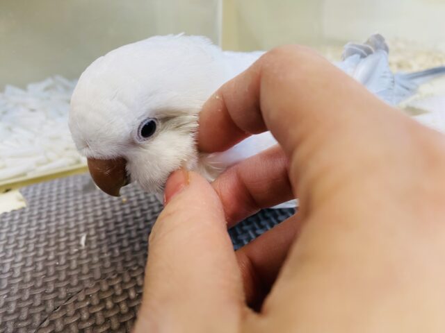 オキナインコ