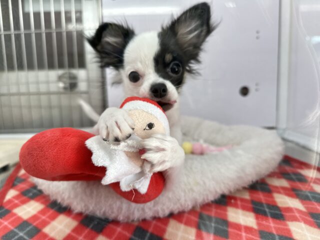 チワマル（マルチワ）