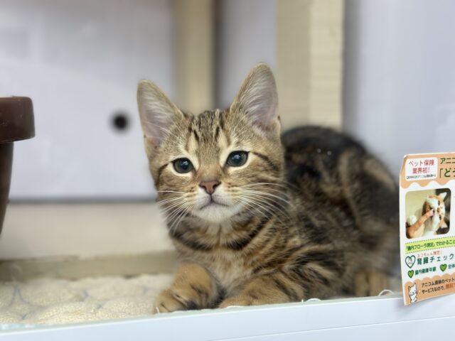 アメリカンショートヘア