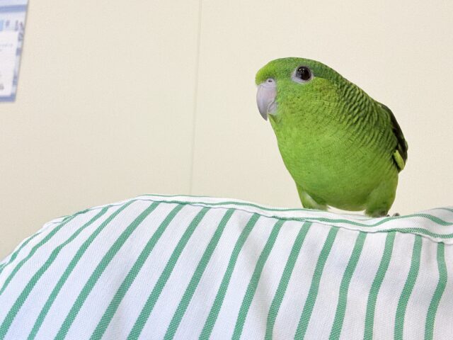 サザナミインコ