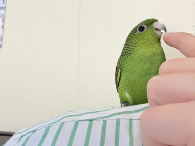 サザナミインコ
