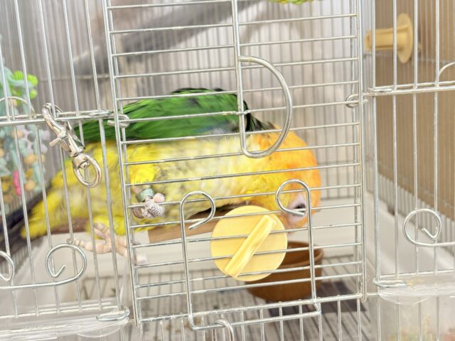 シロハラインコ