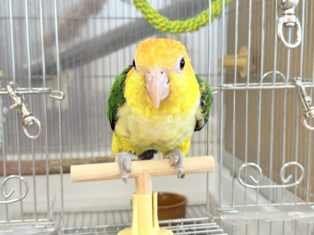 シロハラインコ