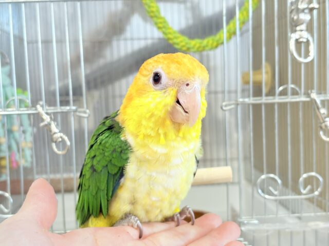 シロハラインコ