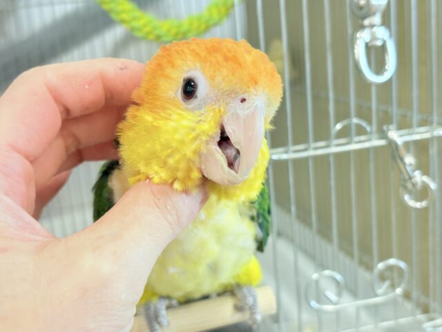 シロハラインコ