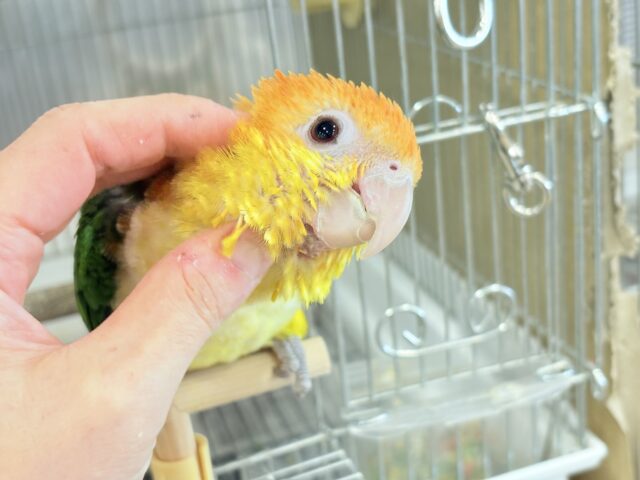 シロハラインコ