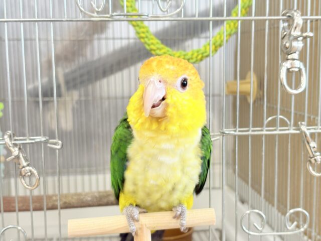 シロハラインコ