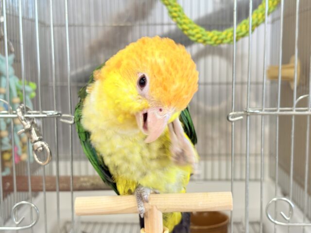 シロハラインコ