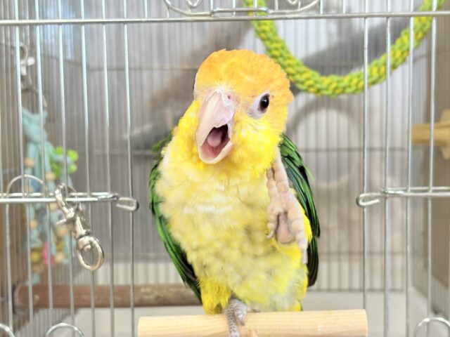 シロハラインコ