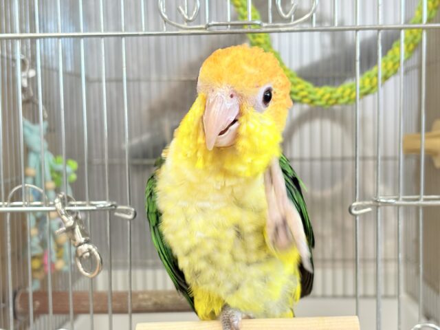 シロハラインコ