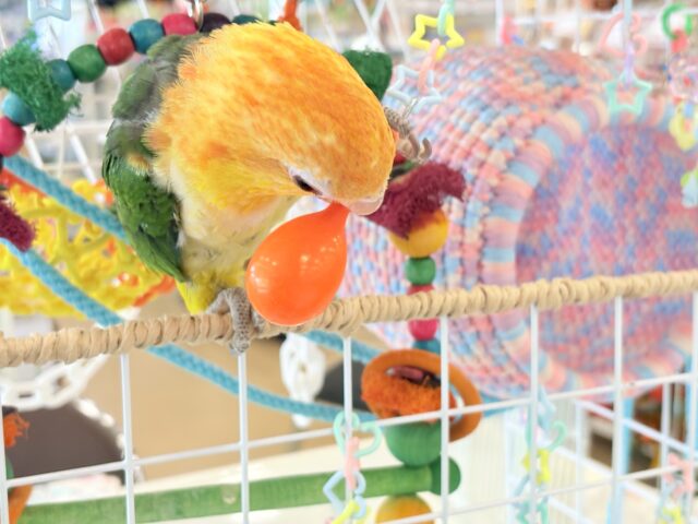 シロハラインコ