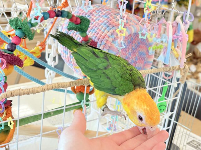 シロハラインコ